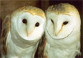 The Barn Owl Centre