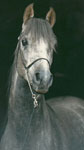 BL Magic Prince, Crabbet Arabian stallion 1987