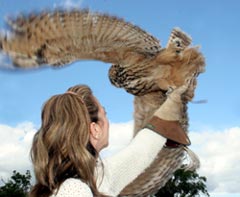 Kaln, an Eagle Owl and Deirdre at Barn Owl Centre.  Photograph by Emma Zadravetz